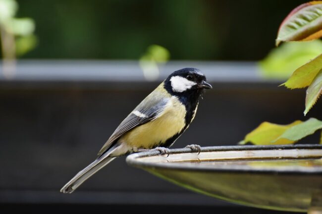 tit, great tit, bird
