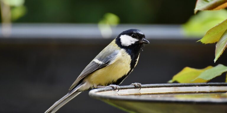Photo by Ralphs_Fotos tit, great tit, bird