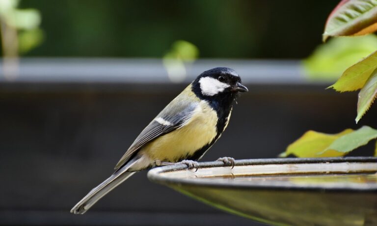 Photo by Ralphs_Fotos tit, great tit, bird