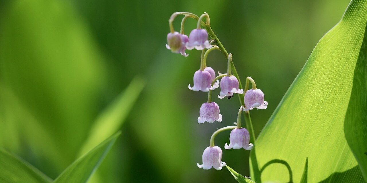 Photo by Nennieinszweidrei rosa maiglöckchen, convallaria majalis rosen, giftig