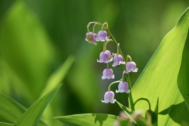rosa maiglöckchen, convallaria majalis rosen, giftig