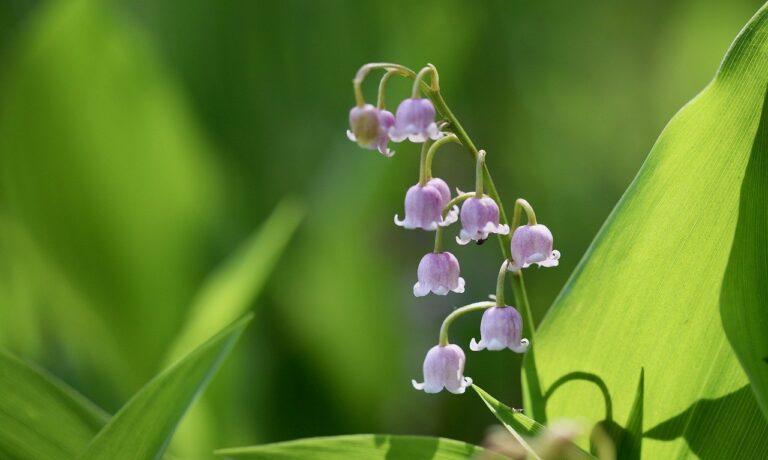 Photo by Nennieinszweidrei rosa maiglöckchen, convallaria majalis rosen, giftig