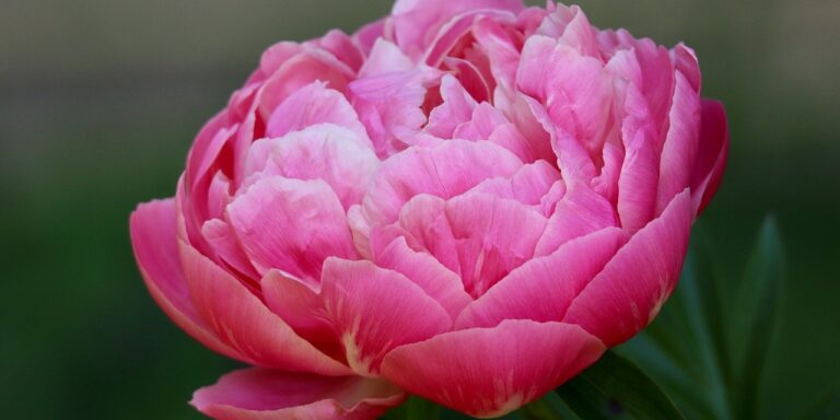 Photo by Nennieinszweidrei pfingstrose, paeonia, blütenblätter