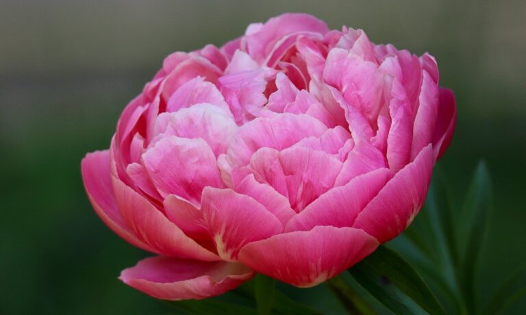 Photo by Nennieinszweidrei pfingstrose, paeonia, blütenblätter