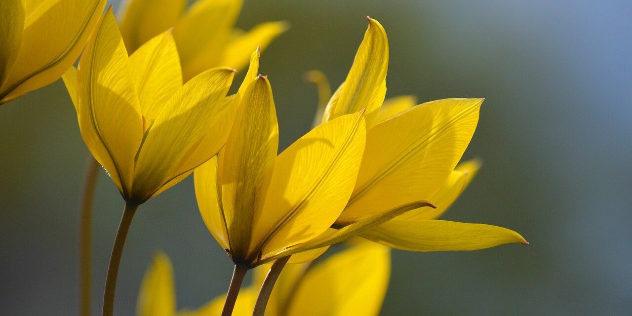 wild tulips, tulips, spring flower