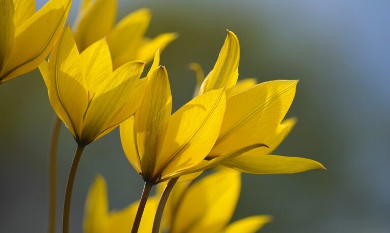 Photo by neelam279 wild tulips, tulips, spring flower
