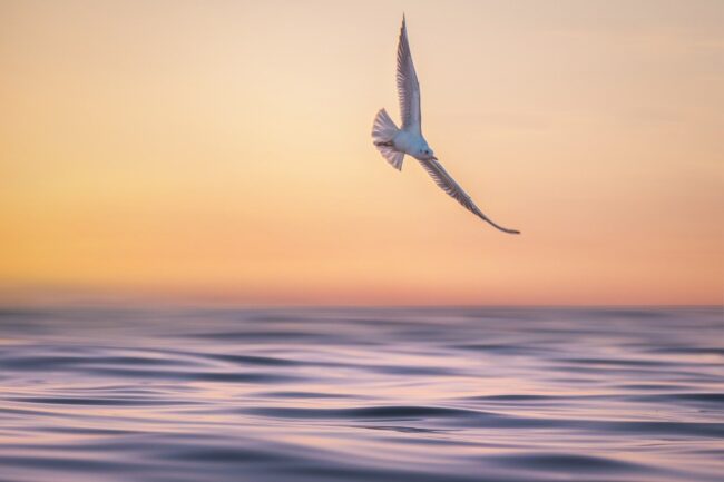 seagull, waves, marine