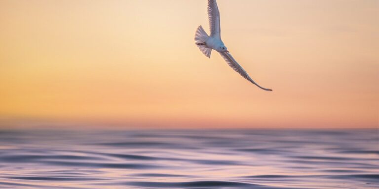 Photo by ELG21 seagull, waves, marine