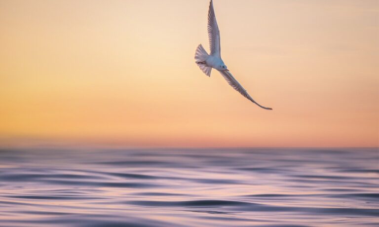 Photo by ELG21 seagull, waves, marine