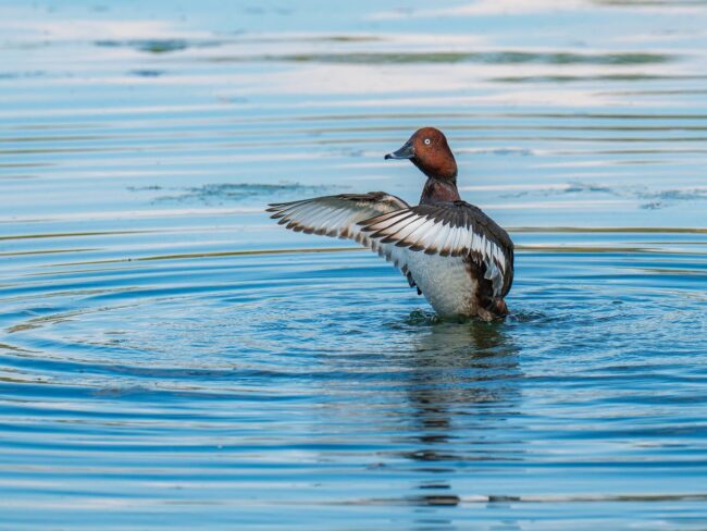 moorente, duck, bird