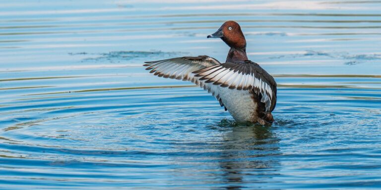 Photo by ChiemSeherin moorente, duck, bird