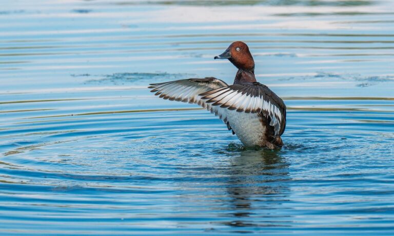 Photo by ChiemSeherin moorente, duck, bird