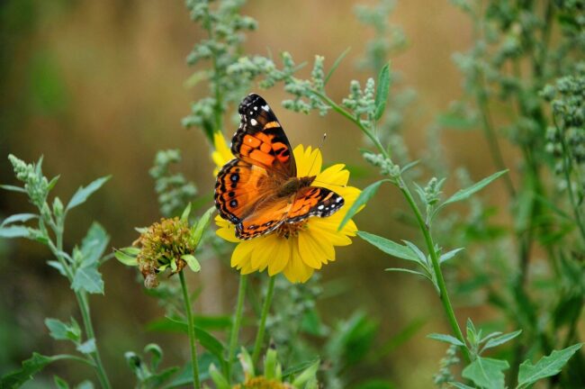 insect, butterfly, entomology