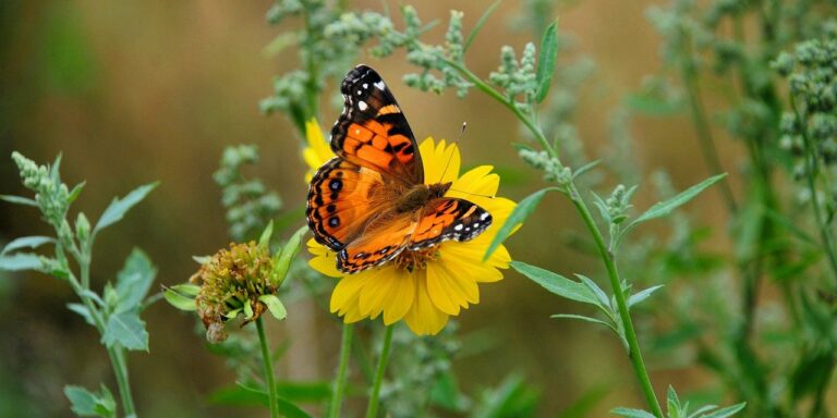 Photo by anselmo7511 insect, butterfly, entomology