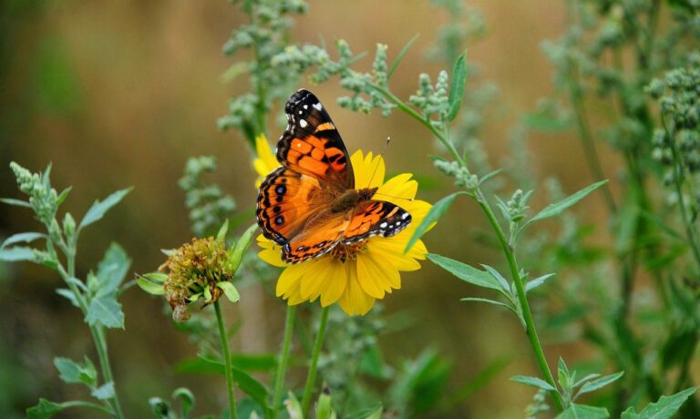 Photo by anselmo7511 insect, butterfly, entomology