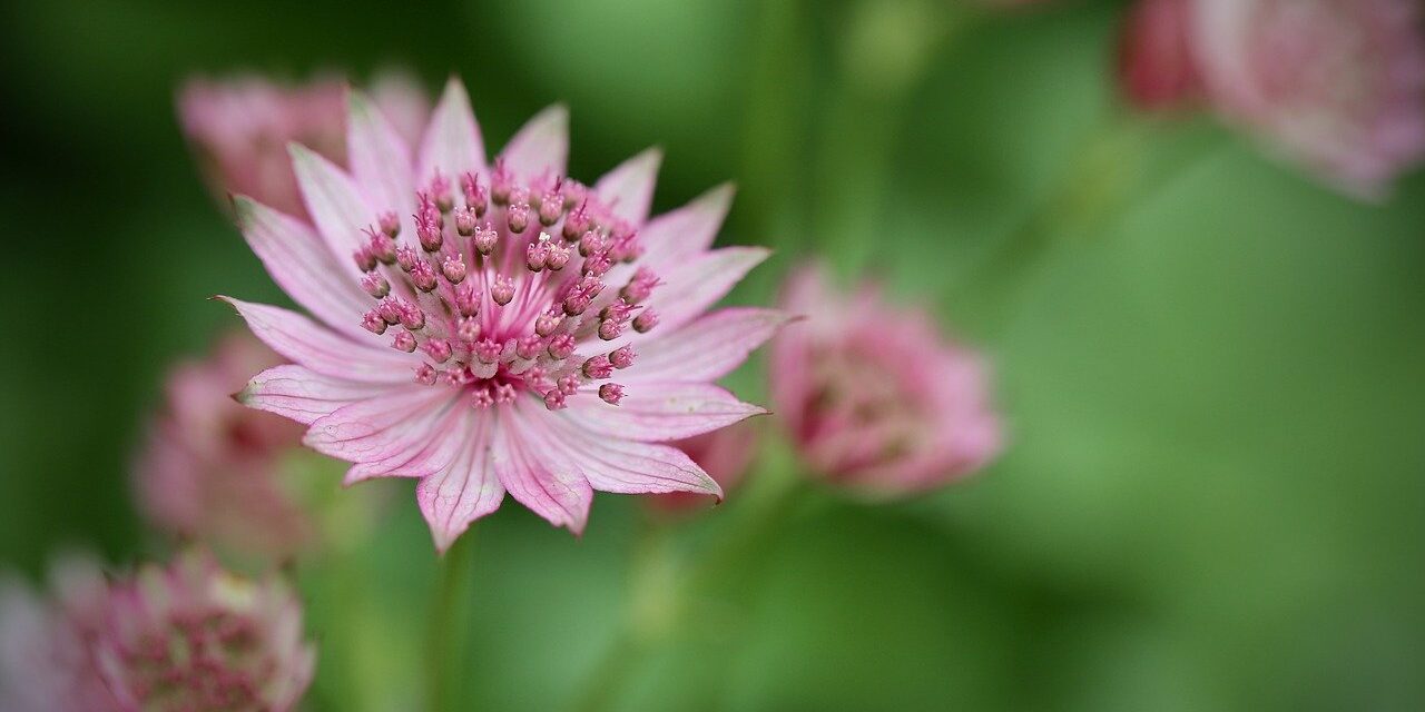flowers, pointed flowers, large star umbel