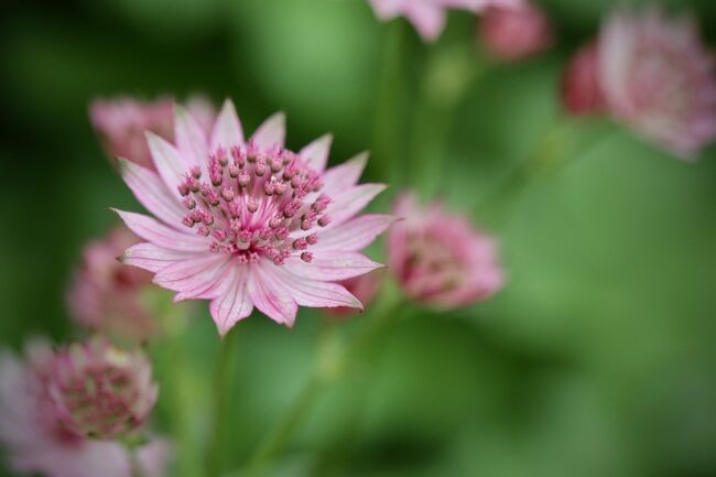 flowers, pointed flowers, large star umbel
