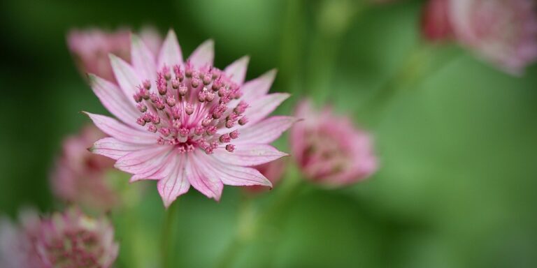 Photo by Nennieinszweidrei flowers, pointed flowers, large star umbel