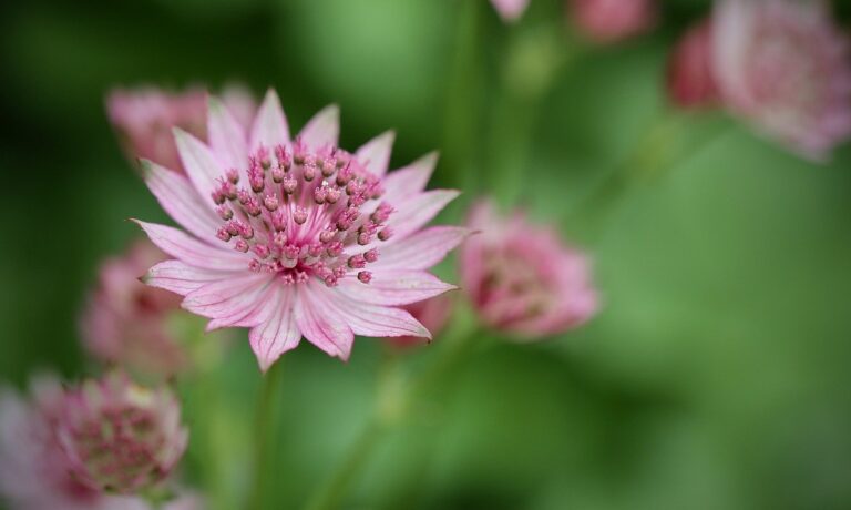 Photo by Nennieinszweidrei flowers, pointed flowers, large star umbel