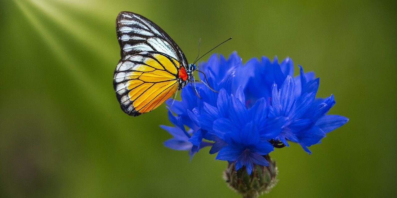 flower, butterfly, beautiful flowers