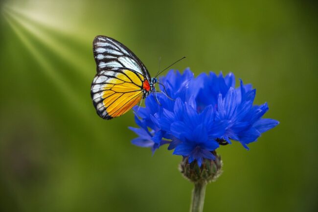 flower, butterfly, beautiful flowers