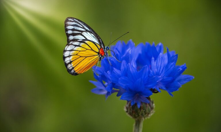 Photo by ELG21 flower, butterfly, beautiful flowers