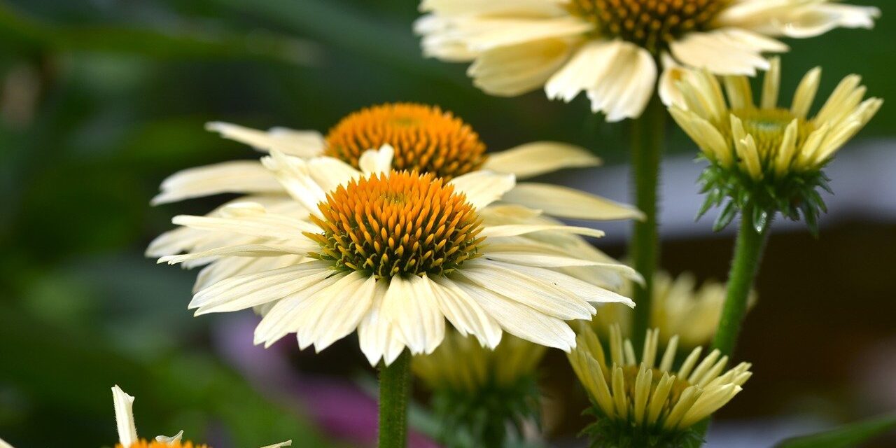 flowers, coneflowers, blossoms