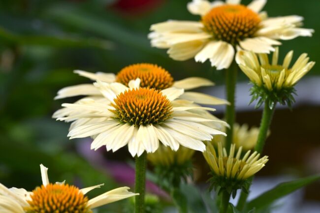 flowers, coneflowers, blossoms