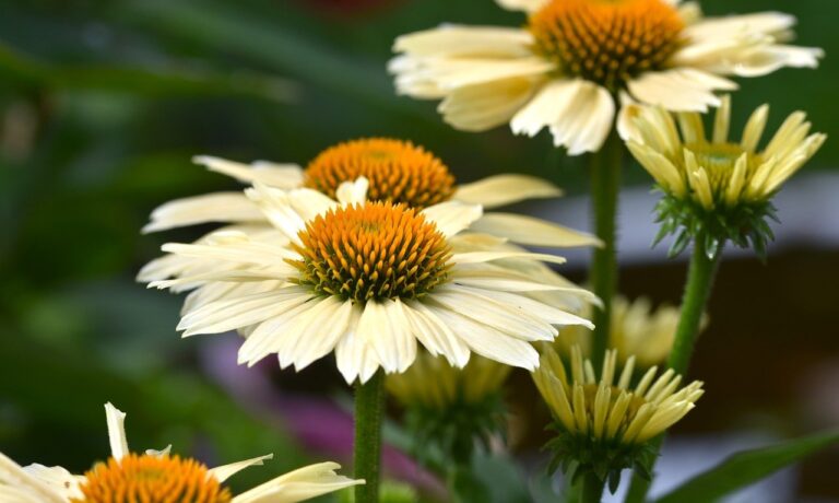 Photo by Ralphs_Fotos flowers, coneflowers, blossoms