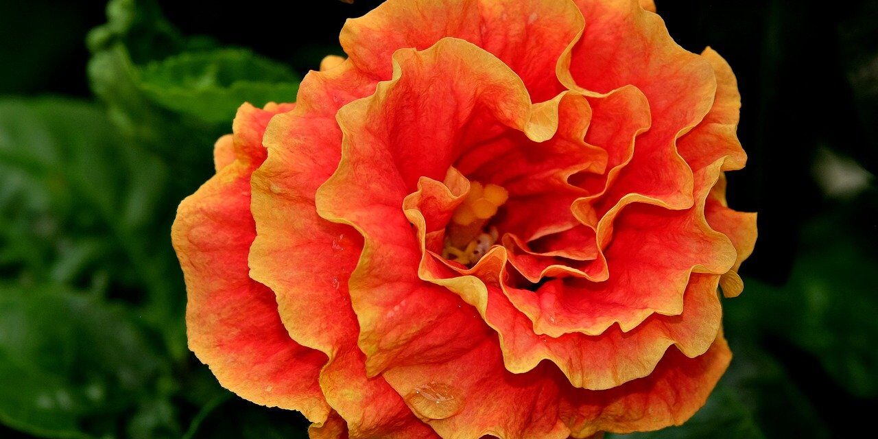 orange, flower background, hibiscus