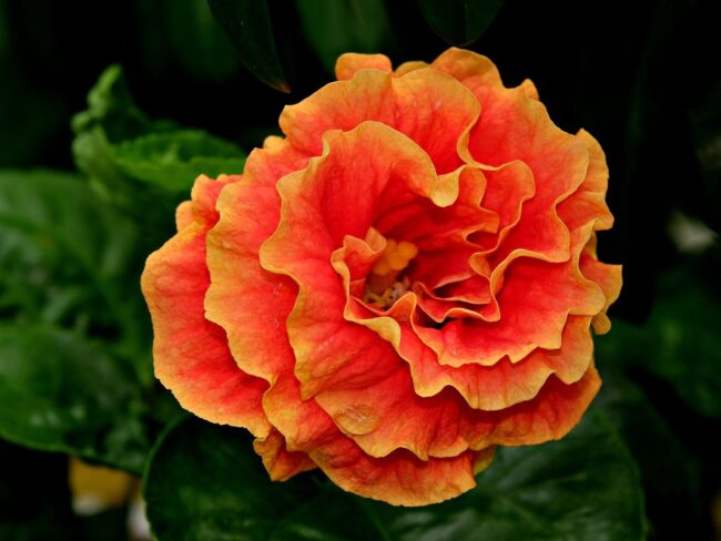 orange, flower background, hibiscus