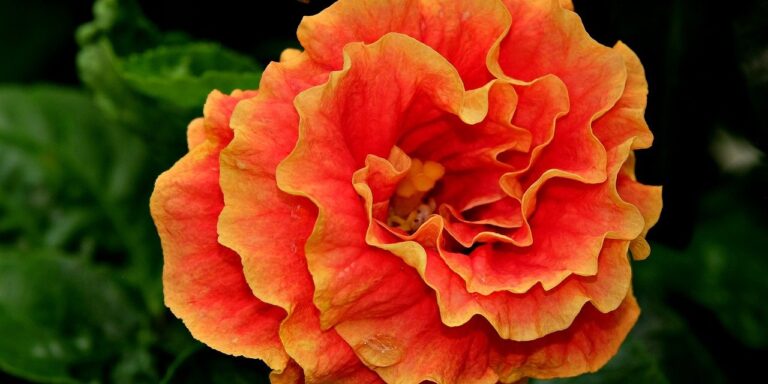 Photo by ignartonosbg orange, flower background, hibiscus