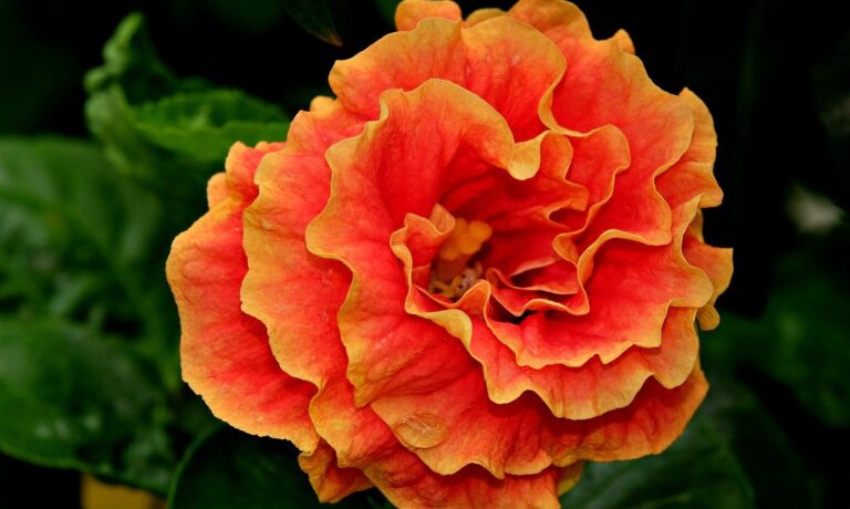 Photo by ignartonosbg orange, flower background, hibiscus