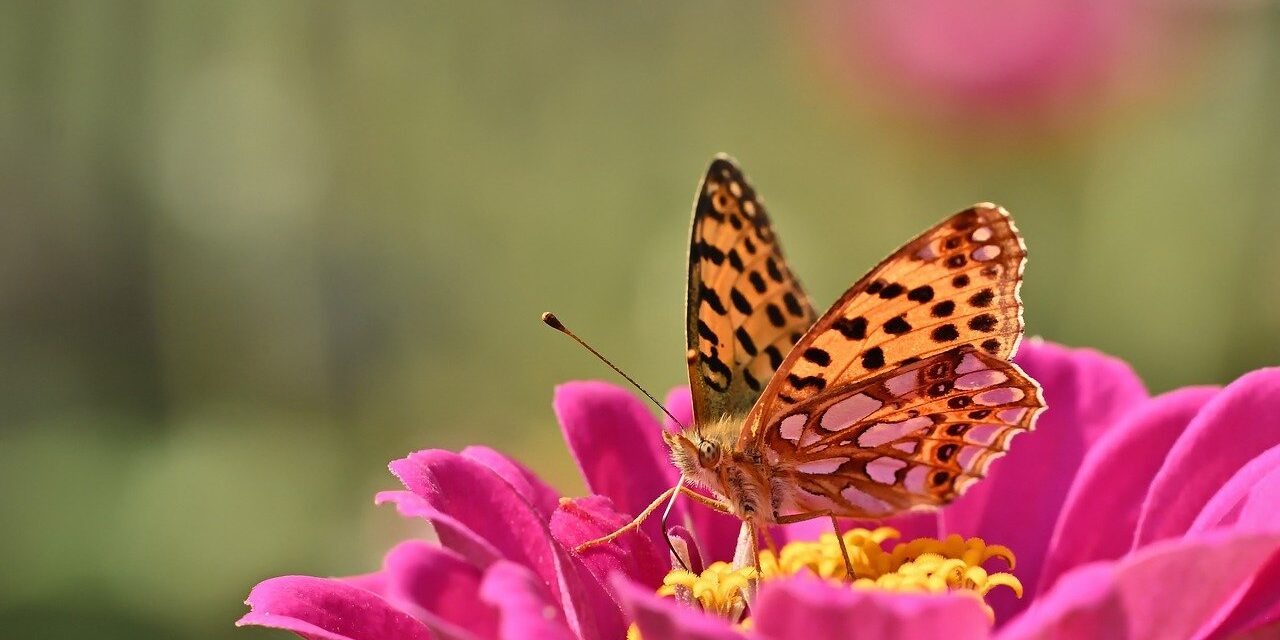 butterfly, fritillary, summer