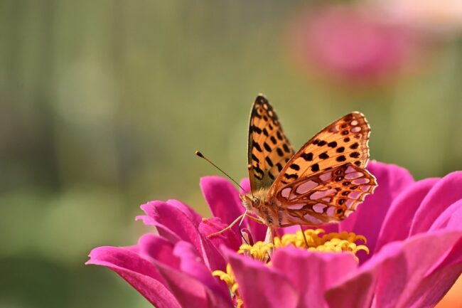 butterfly, fritillary, summer