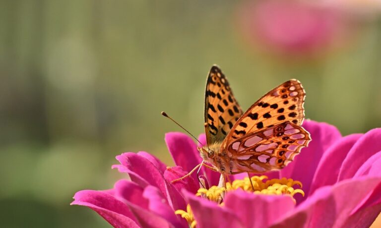 Photo by jggrz butterfly, fritillary, summer