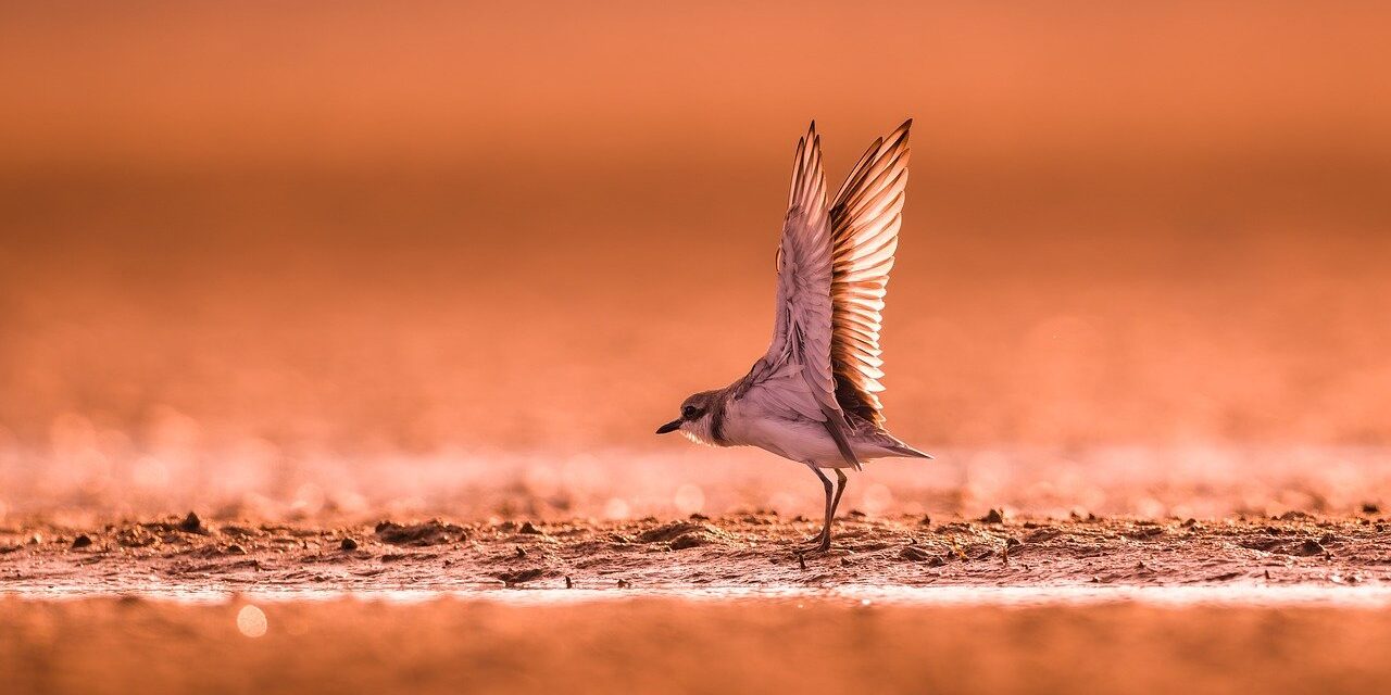 bird, wildlife, songbird