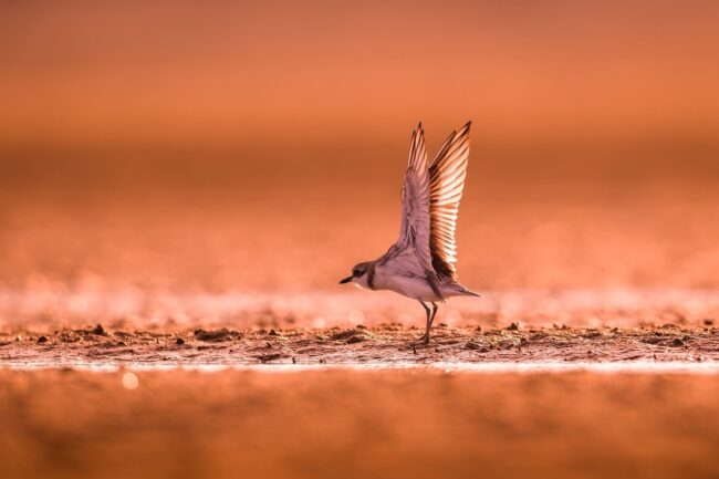 Photo by bitnikgao bird, wildlife, songbird