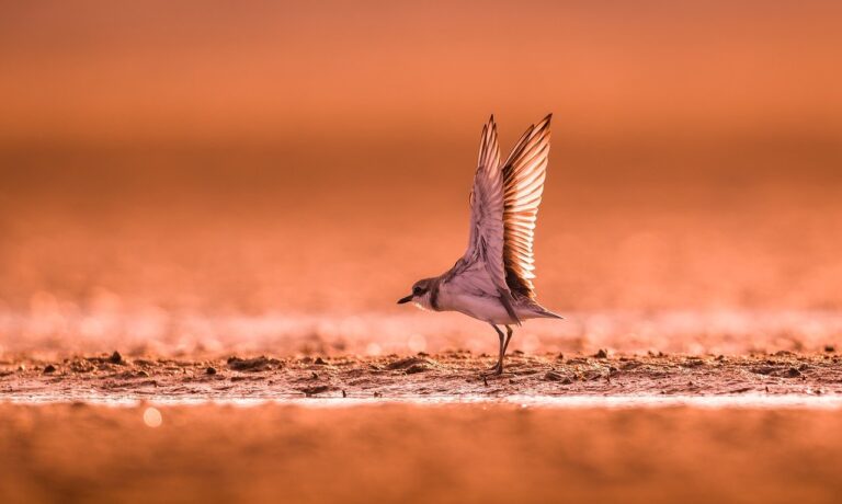 Photo by bitnikgao bird, wildlife, songbird