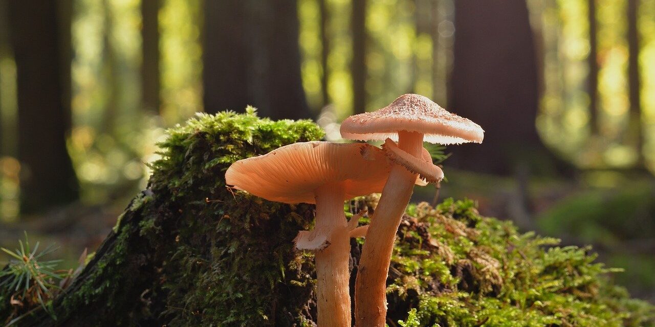 mushrooms, fungus, nature