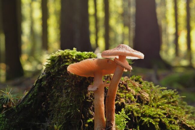 mushrooms, fungus, nature