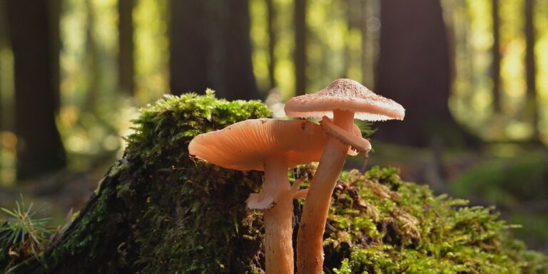 Photo by jggrz mushrooms, fungus, nature