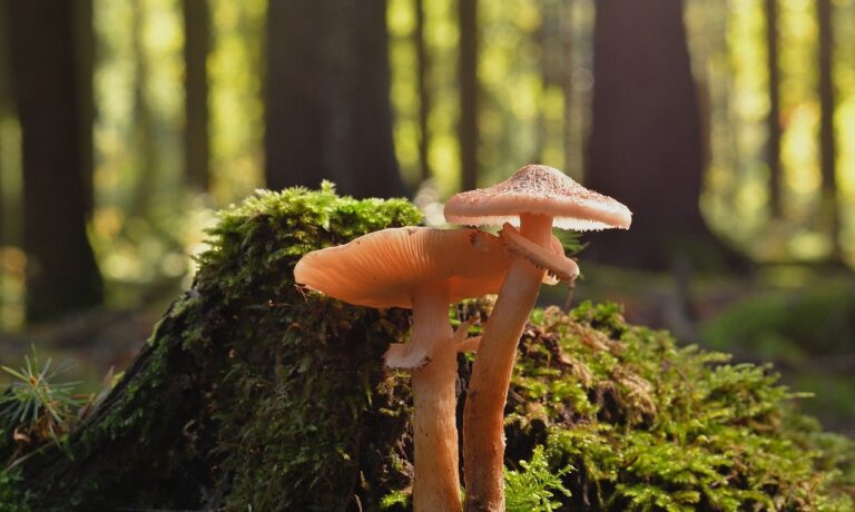 Photo by jggrz mushrooms, fungus, nature