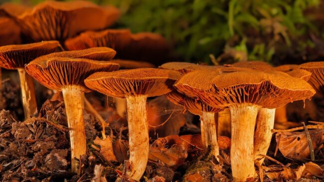 mushrooms, forest floor, fall