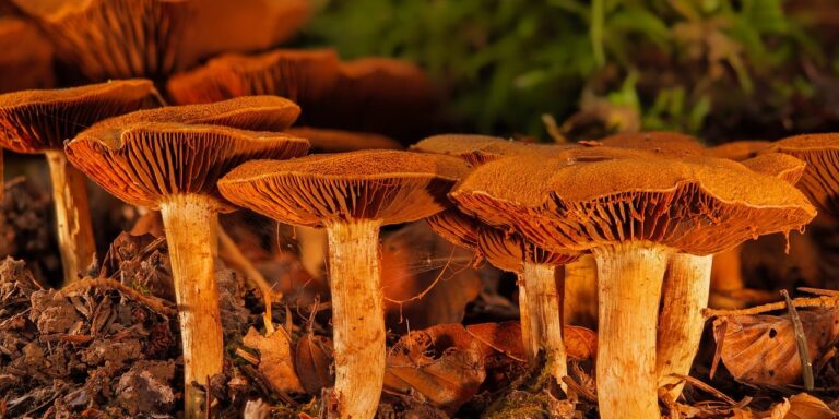 Photo by adege mushrooms, forest floor, fall