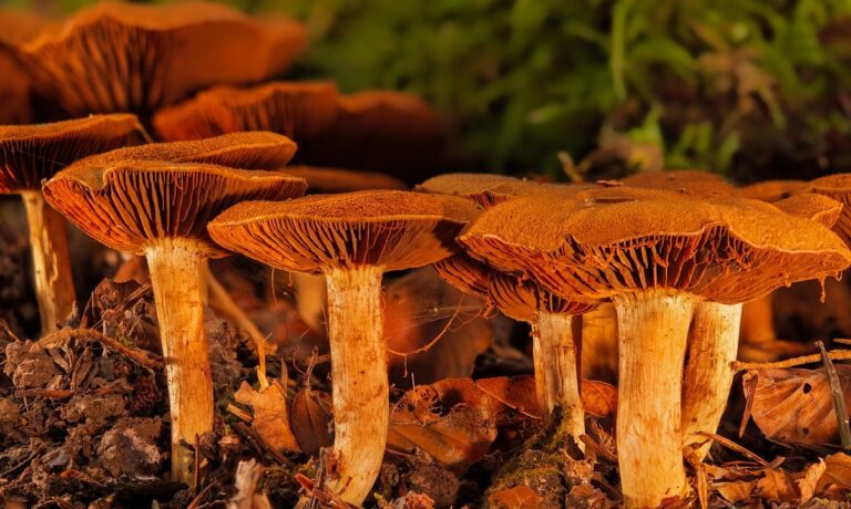 Photo by adege mushrooms, forest floor, fall