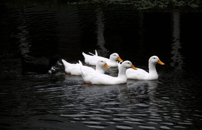 Photo by anselmo7511 ducks, nature, bird