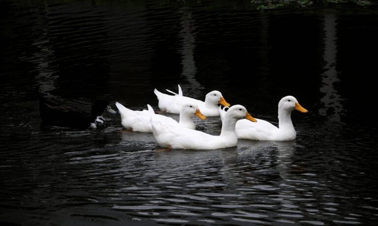Photo by anselmo7511 ducks, nature, bird