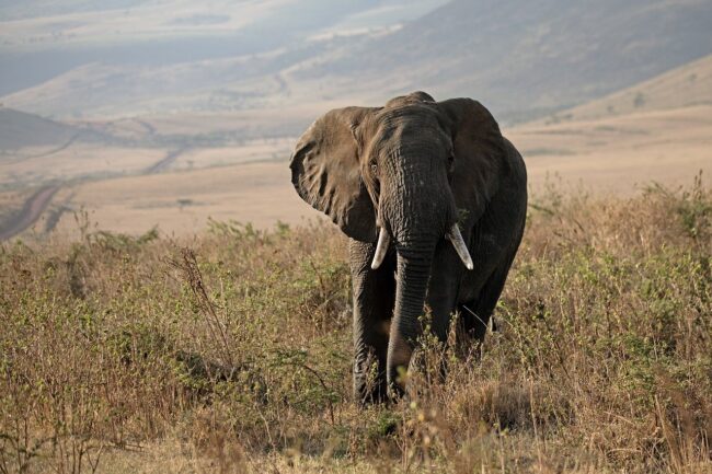 elephant, tanzania, africa