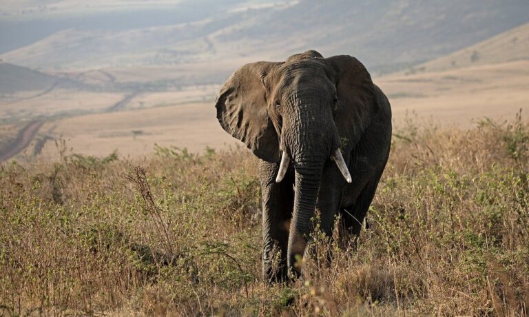 Photo by MonicaMaxWest elephant, tanzania, africa